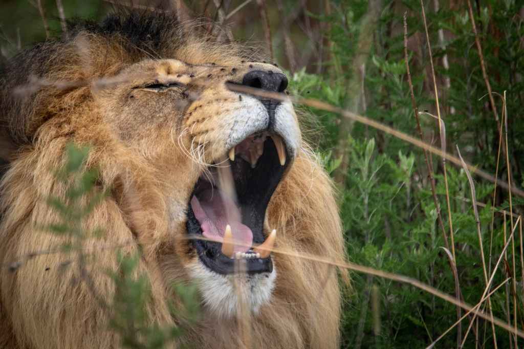 Try This: Lion’s&nbsp;Breath
