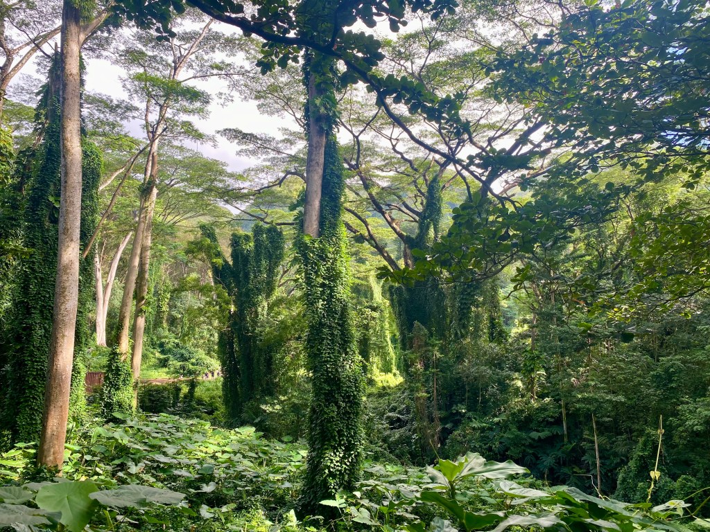 How do I connect with Nature?: A Decolonized&nbsp;Approach