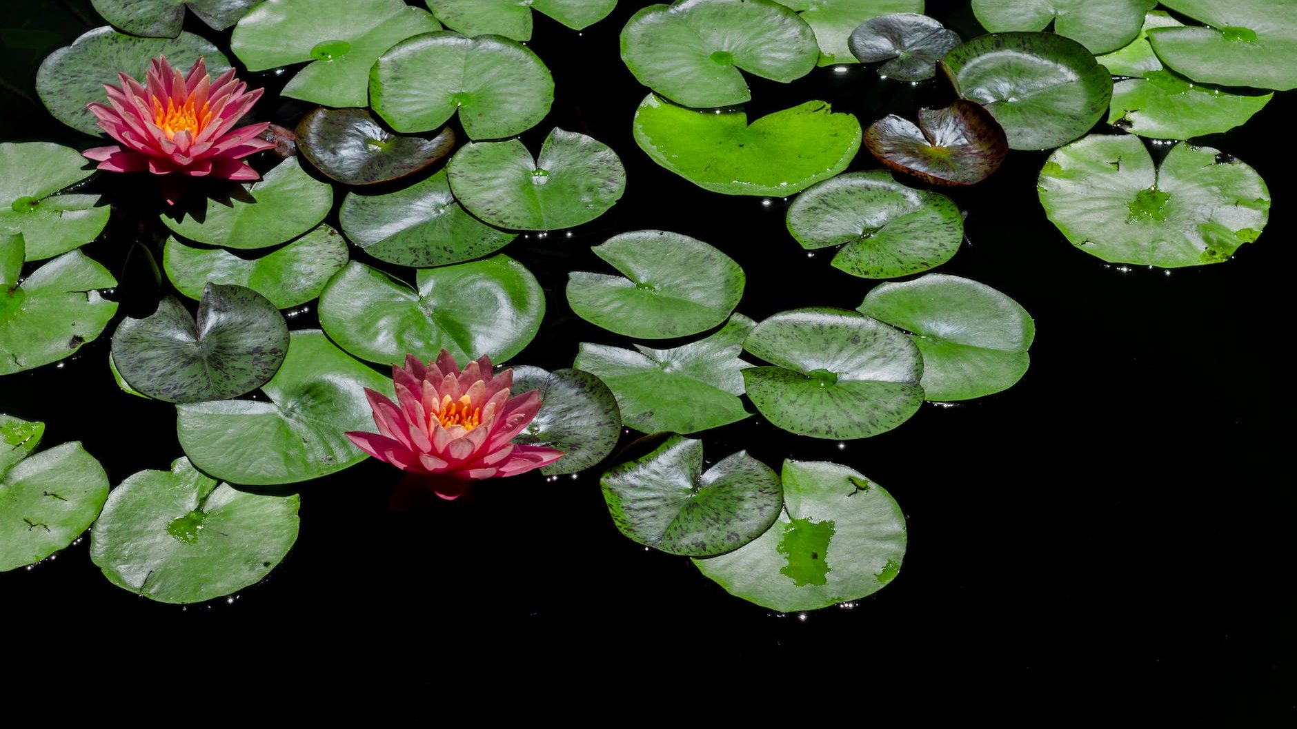 red and green lily pads focus photography